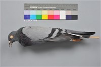 藏品(家鴿)的圖片